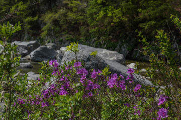 Obraz premium Butiful Azalea Rhododendron flower in the deep valley stream.