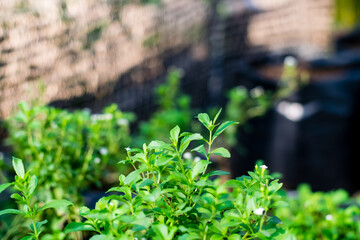 Stevia tree plant
