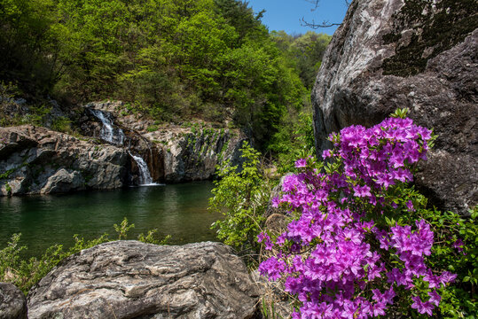 Butiful Azalea Rhododendron flower in the deep valley stream.