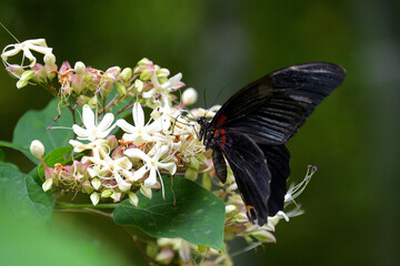クサギの花の蜜を吸うナガサキアゲハ