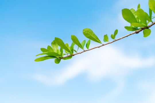 Green leaves of the Calabash Tree