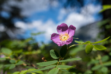 Beautiful Pink Alberta Canadian Wild Rose Provincial Flower. Wild Rose Blooming in Spring Sunlight