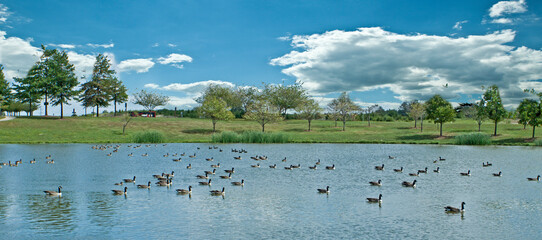I took this picture when I was working at Verizon office in Ashburn, VA. They have big ponds and path to walk around. The geese fly from one pond to other. It was nice to watch them. 