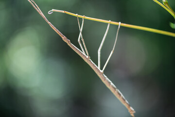 A female northern walkingstick using mimicry and camouflage to blend into its environment.