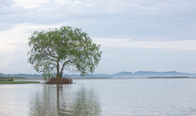 Beautiful alone tree at sunrise over the lake.