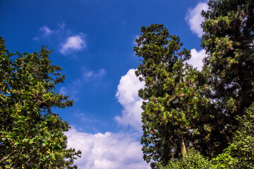 The scenic view of green deep woods valley landscape   in early spring.