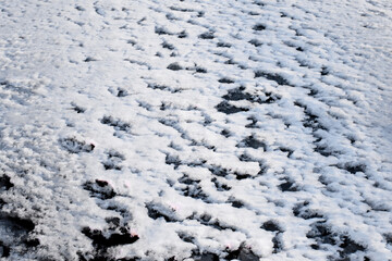 The frozen sea covered with snow.