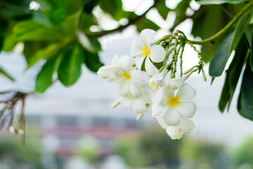 Beautiful plumeria flowers