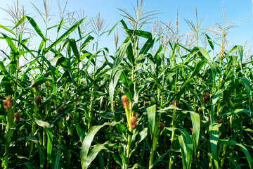 corn field in agricultural garden