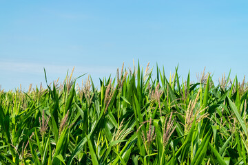 corn field in agricultural garden