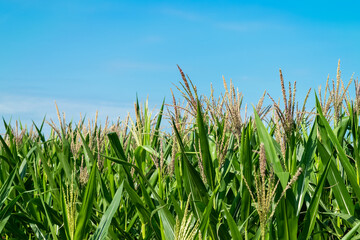 Obraz premium corn field in agricultural garden