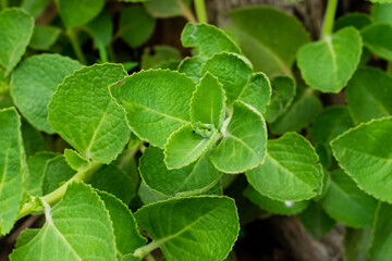 Indian borage plant