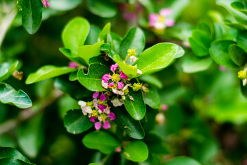 Malpighia glabra Linn flowers