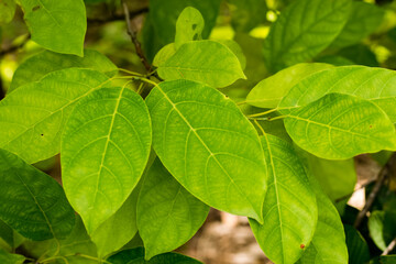 Fototapeta na wymiar Green leaves of Litsea Petiolata Growing
