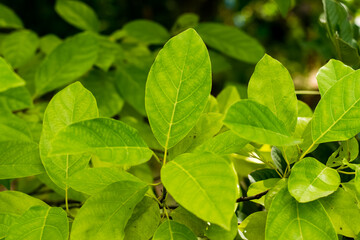Fototapeta na wymiar Green leaves of Litsea Petiolata Growing