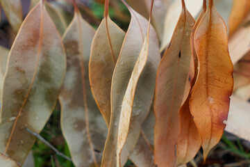 Close up of dry eucalyptus leaves in colours of orange and pale green. 