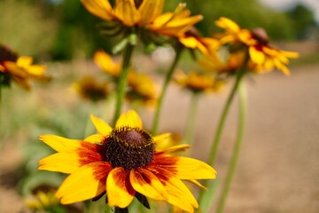 sunflower and bee