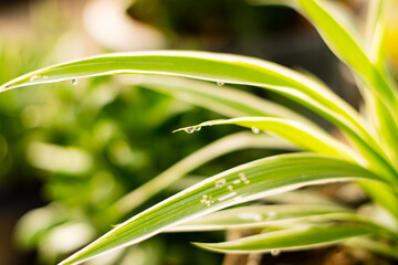 Fototapeta na wymiar Drops of dew on a leaf