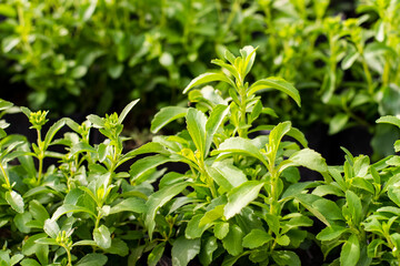 Stevia tree plant