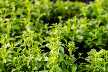 Obraz premium Stevia tree plant