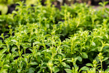 Obraz premium Stevia tree plant