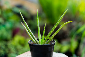 Aloe Vera plant