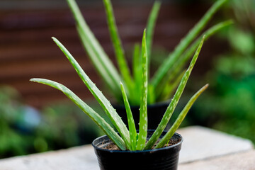 Aloe Vera plant