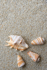 貝がらフレーム２タテ