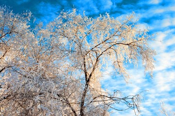 Naklejka premium Trees in the winter