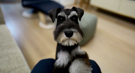 ミニチュアシュナウザー