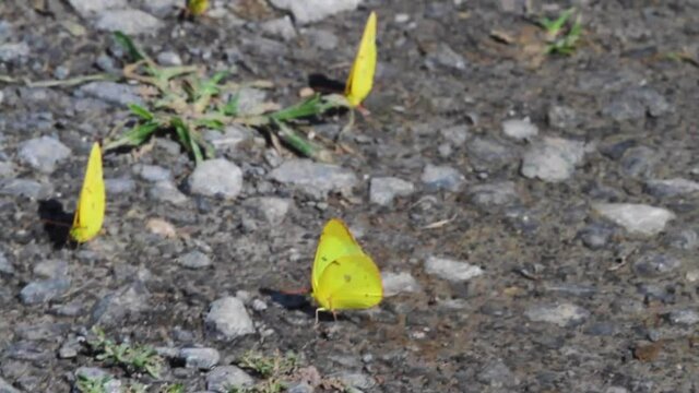 Numerous clouded Sulphur butterflies (Colias philodice) also known as clouded yellows are landing on gravel playing with each other and then flying off. They have light yellow wings and green eyes. 