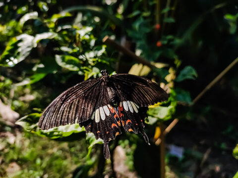 Pachliopta aristolochiae, the common rose, is a swallowtail butterfly belonging to the genus Pachliopta, It is a common butterfly which is extensively distributed across south and southeast Asia.