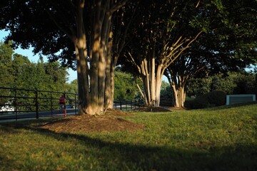 Took this one in Downtown Herndon, Virginia. Took my meet-up group to photograph the downtown. It looked really beautiful specially with these trees. On the side a cyclist went by. 