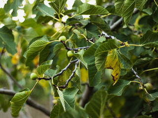 green figs on a tree