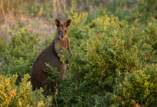 รูปภาพWallaroo – เลือกดูภาพถ่ายสต็อก เวกเตอร์ และวิดีโอ2,237 | Adobe Stock