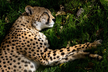 Cheetah resting on the grass