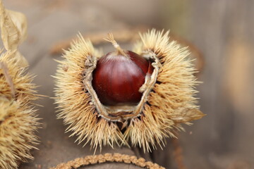 
Chestnuts found on the ground around the chestnut tree.