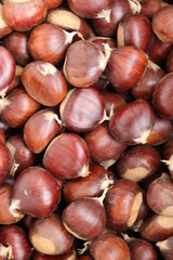 
Chestnuts found on the ground around the chestnut tree.