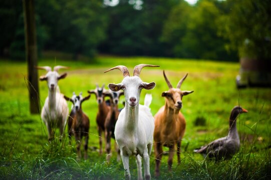 Goat Squad 2