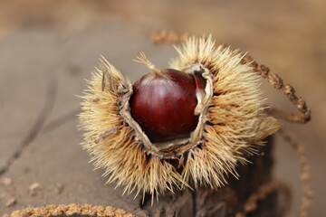 
Chestnuts found on the ground around the chestnut tree.