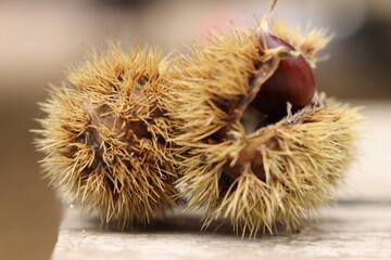 
Chestnuts found on the ground around the chestnut tree.