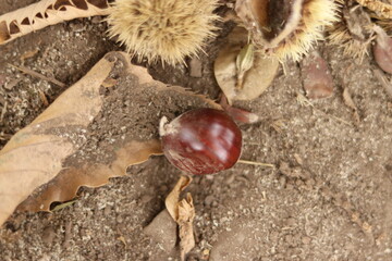 
Chestnuts found on the ground around the chestnut tree.
