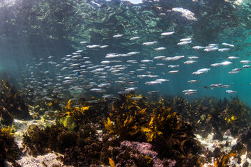 School of fish swimming in the crystal clear water, Australia