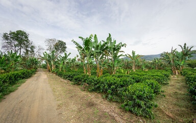Photograph of a plantain crop, mixed with coffee and cassava in Valle del Cauca Colombia
