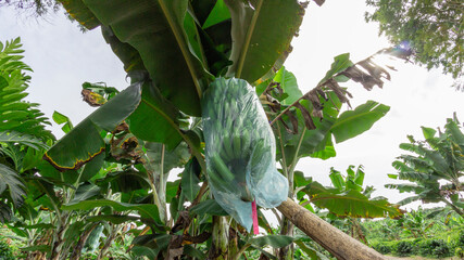 Photograph of a plantain crop, mixed with coffee and cassava in Valle del Cauca Colombia