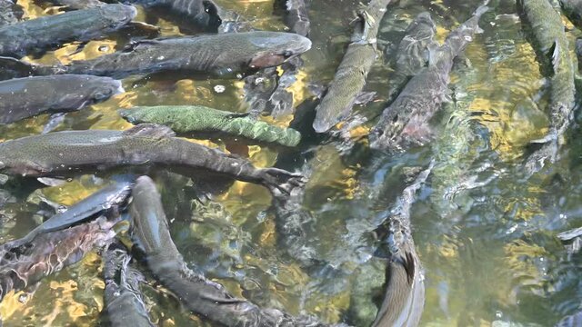 Feeding frenzy as rainbow trout eat at the D.C. Booth Historic National Fish Hatchery in Spearfish, South Dakota, USA
