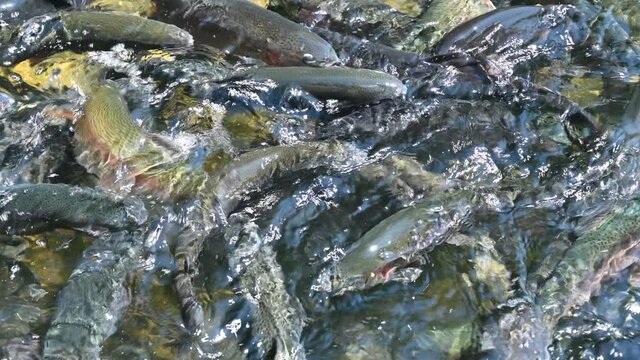 Feeding frenzy as rainbow trout eat at the D.C. Booth Historic National Fish Hatchery in Spearfish, South Dakota, USA