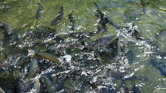 Feeding frenzy as rainbow trout eat at the D.C. Booth Historic National Fish Hatchery in Spearfish, South Dakota, USA