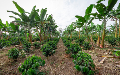Photograph of a plantain crop, mixed with coffee and cassava in Valle del Cauca Colombia