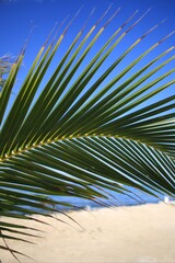 Palm Branch on the Beach in Mexico